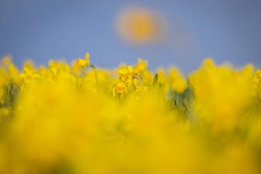 Galler kırsalında sığ bir tarlada canlı nergisler var.