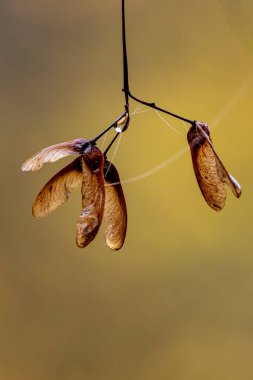Sabah güneşi altında, sığ bir tarla derinliğinde, akçaağaç tohumları yakın çekim