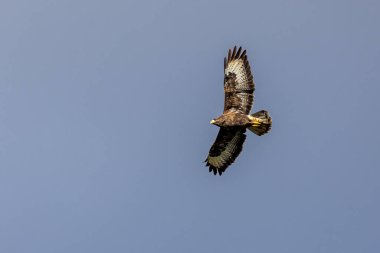 Bir Buteo Buteo, nam-ı diğer Ortak Şahin, Sussex kırsalında uçuyor.