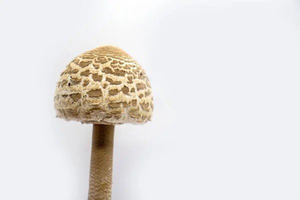 Parasol Mushroom White Background Close Macrolepiota Procera — Stock Photo, Image