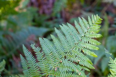Dağlarda yeşil eğreltiotu Bulanık arka planda.