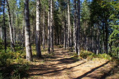 Arkasında gökyüzü olan uzun yeşil çam ormanı.