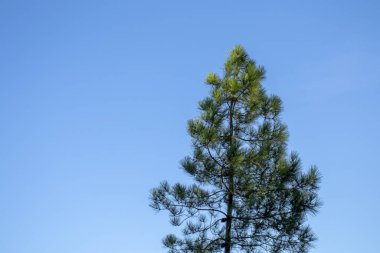 Gökyüzü yukarıdan görünen yeşil ağaçların manzarası.