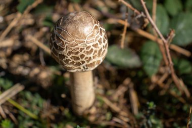 Ormanın zemininde şemsiye mantarı var. Yaklaş. Macrolepiota procera