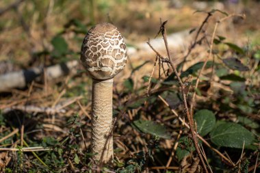 Ormanın zemininde şemsiye mantarı var. Yaklaş. Macrolepiota procera