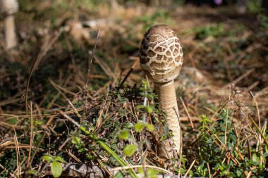 Ormanın zemininde şemsiye mantarı var. Yaklaş. Macrolepiota procera