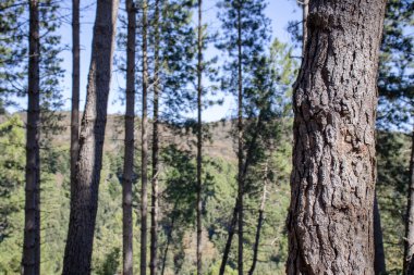 Arkasında gökyüzü olan uzun yeşil çam ormanı.