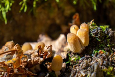 Sarı mantar yaprakların, yosunların ve ağaçların arasındaki dalların arasından çıkıyor.