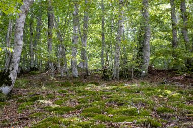 Arkasında gökyüzü olan uzun yeşil Avrupa kayın ormanları.