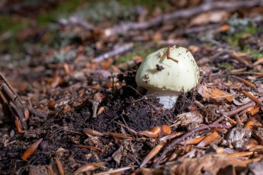 Beyaz mantarlar ağaçların arasındaki yaprakların, yosunların ve dalların arasından çıkıyor.