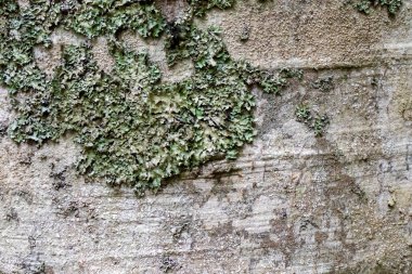 Ağaç kabuğu dokusu yosunlarla kaplıdır..