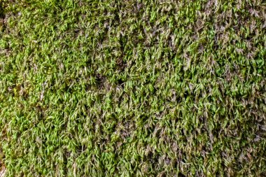 Yeşil yosunlarla kaplı zemin, yakın plan..