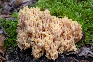 Ramaria pallida ormandaki beyaz mantar yosun yeşilinden çıkıyor.