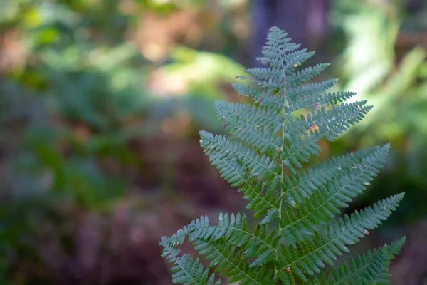 Green Fern Mountains Blurred Background — Stock Photo, Image