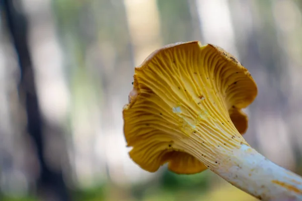 Gele Girolle Paddestoel Geïsoleerd Hout Achtergrond — Stockfoto