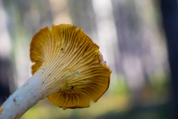 Żółty Grzyb Girolle Izolowane Tle Lasu — Zdjęcie stockowe