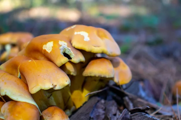 Yellow mushroom close up coming out among the leaves, moss and branches in the mountains among the trees