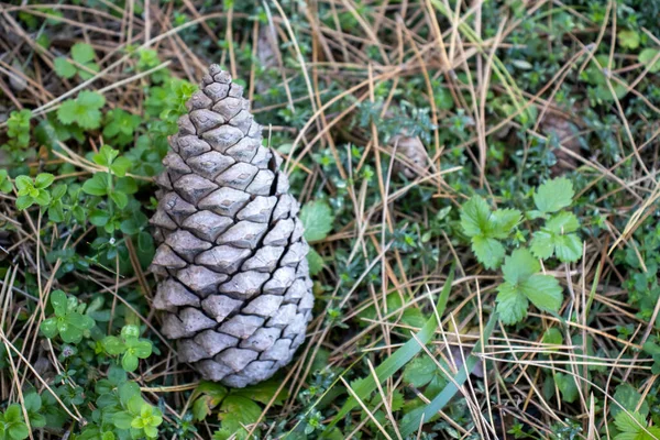 pine cone up close in the ground among the pine needles.