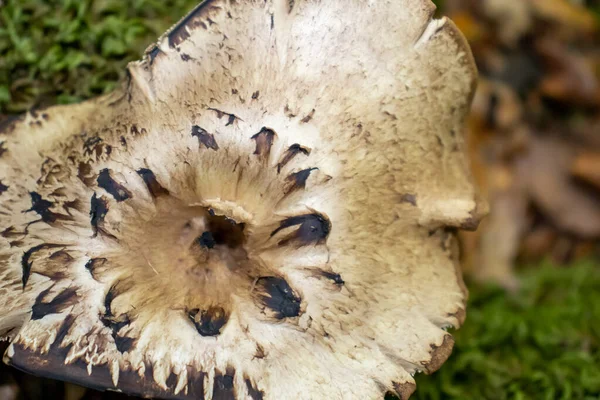 Gelber Pilz Aus Nächster Nähe Zwischen Blättern Moos Und Ästen — Stockfoto