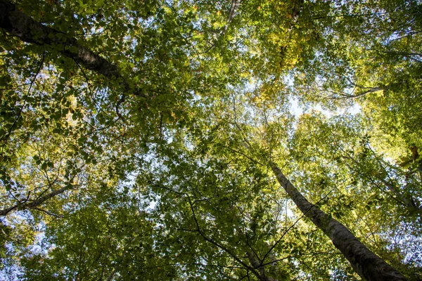 Punto Vista Árboles Verdes Con Cielo Hacia Arriba — Foto de Stock