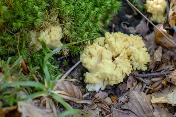 Ramaria Pallida White Mushroom Forest Coming Out Moss Green — Stock Photo, Image