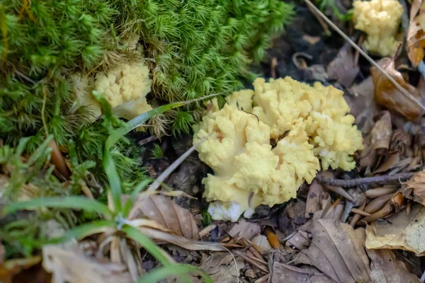 在青苔丛生的森林里 有一种淡淡的白蘑菇 — 图库照片