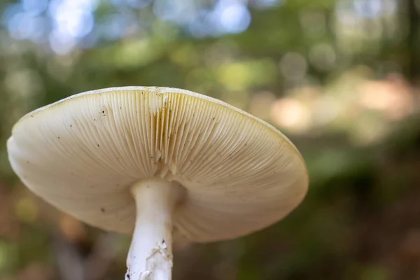 Fond Sous Chapeau Champignon Avec Des Roseaux Dans Les Bois — Photo