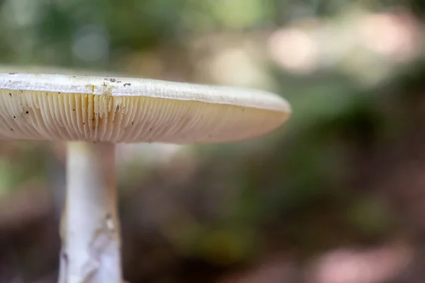 Fond Sous Chapeau Champignon Avec Des Roseaux Dans Les Bois — Photo