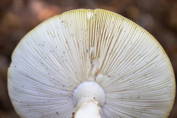 Fond Sous Chapeau Champignon Avec Des Roseaux Dans Les Bois — Photo