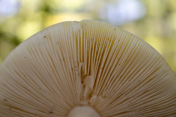 蘑菇帽下的背景 森林里有芦苇 — 图库照片