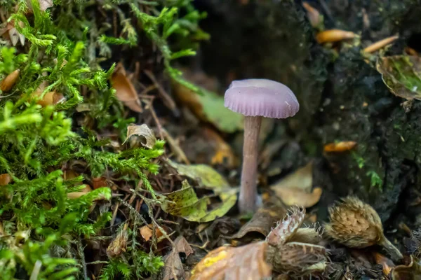 Champignon Violet Gros Plan Sortant Parmi Les Feuilles Mousse Les — Photo