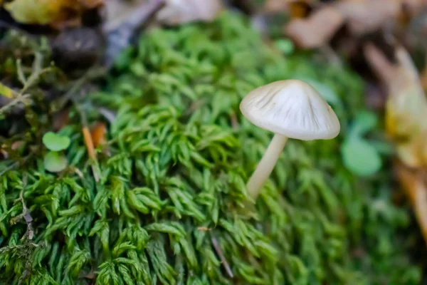 Champignon Blanc Gros Plan Sortant Parmi Les Feuilles Mousse Les — Photo