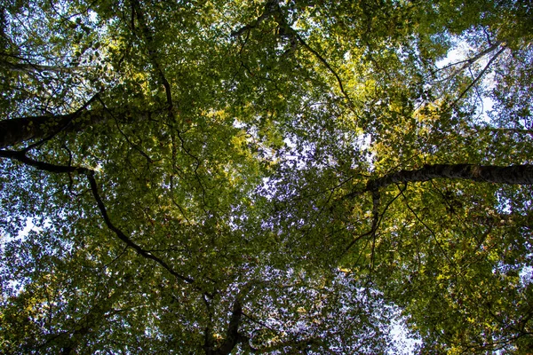 Punto Vista Árboles Verdes Con Cielo Hacia Arriba — Foto de Stock