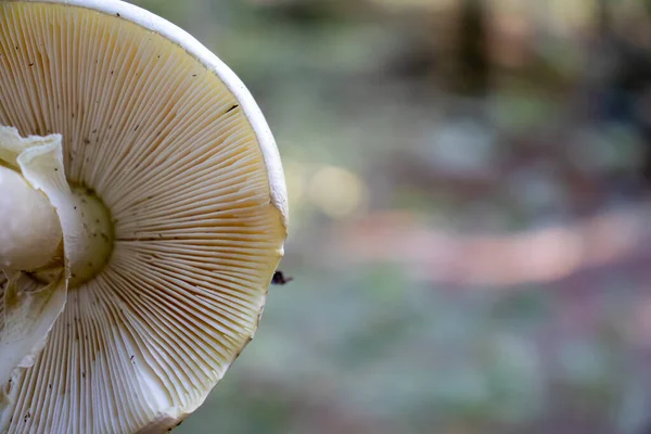 Fond Sous Chapeau Champignon Avec Des Roseaux Dans Les Bois — Photo