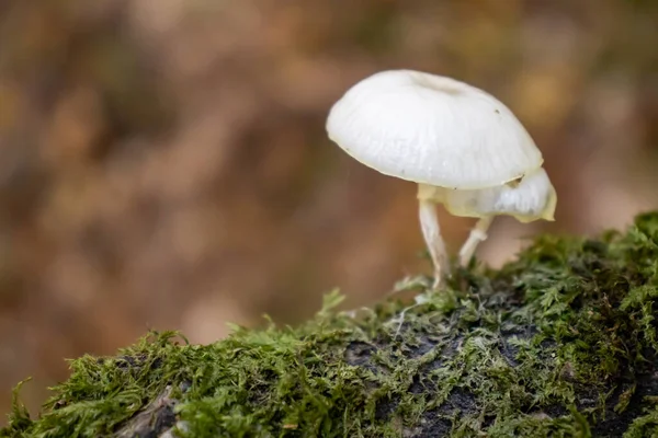 Champignon Blanc Gros Plan Sortant Parmi Les Feuilles Mousse Les — Photo