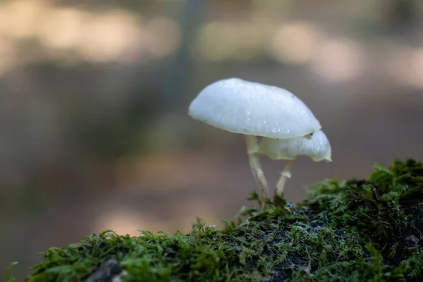 Cogumelo Branco Fechar Saindo Entre Folhas Musgo Ramos Nas Montanhas — Fotografia de Stock