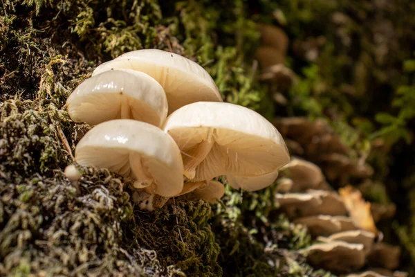 Champignon Blanc Gros Plan Sortant Parmi Les Feuilles Mousse Les — Photo