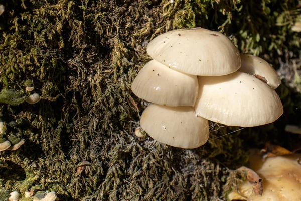 Vit Svamp Nära Håll Kommer Bland Bladen Mossa Och Grenar — Stockfoto