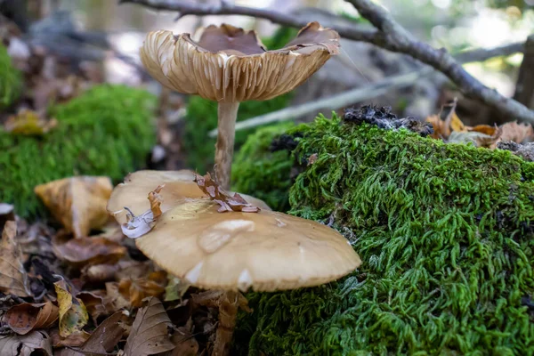 Brown Mushroom Close Coming Out Leaves Moss Branches Mountains Trees — Stock Photo, Image