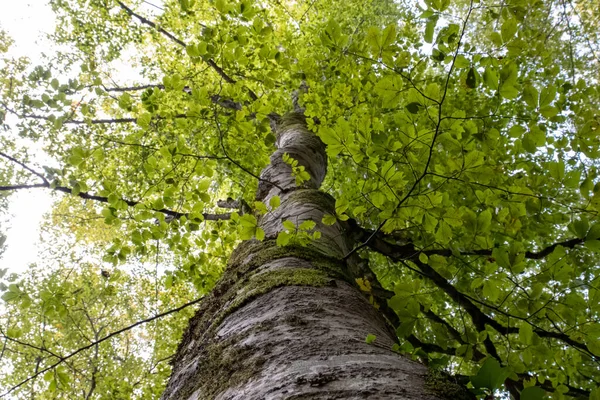 Punto Vista Árboles Verdes Con Cielo Hacia Arriba — Foto de Stock