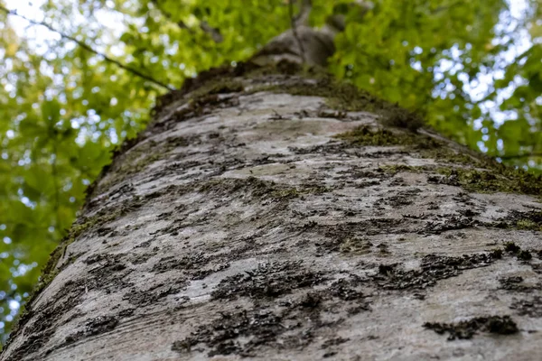 Punto Vista Árboles Verdes Con Cielo Hacia Arriba — Foto de Stock