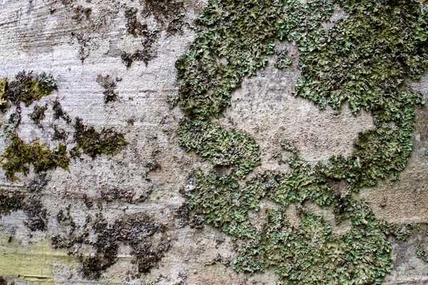 Textura Corteza Árbol Con Musgo Cerca — Foto de Stock