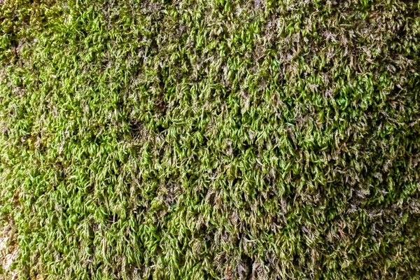 Terreno Cubierto Con Musgo Verde Cerca — Foto de Stock