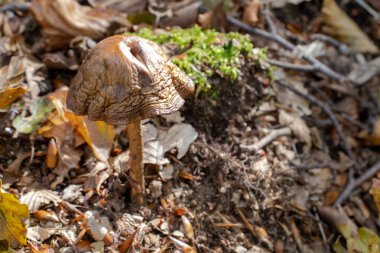 Kahverengi mantarlar ağaçların arasındaki yaprakların, yosunların ve dalların arasından çıkıyor.
