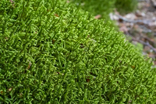 Terreno Cubierto Con Musgo Verde Cerca — Foto de Stock