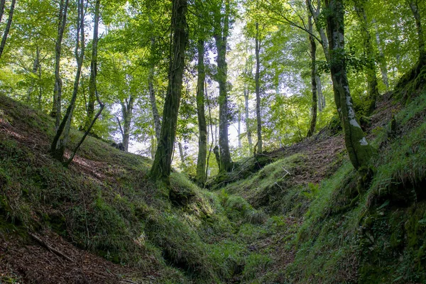 Bosque Haya Europeo Verde Alto Con Cielo Detrás —  Fotos de Stock