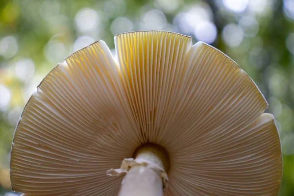 Fond Sous Chapeau Champignon Avec Des Roseaux Dans Les Bois — Photo