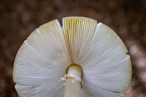 Achtergrond Onder Hoed Van Paddestoel Met Riet Het Bos — Stockfoto