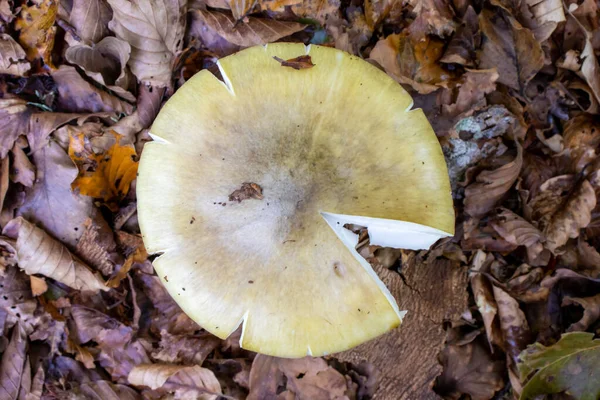 Yellow Mushroom Close Coming Out Leaves Moss Branches Mountains Trees — Stock Photo, Image