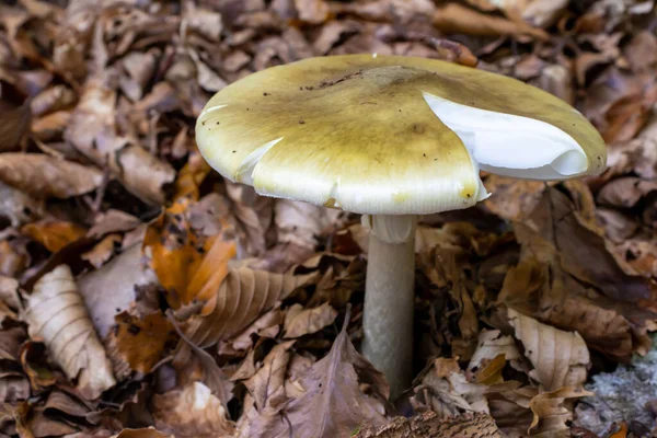 Champignon Jaune Gros Plan Sortant Parmi Les Feuilles Mousse Les — Photo